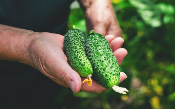 How to boost cucumber harvests with a simple bread-based fertilizer