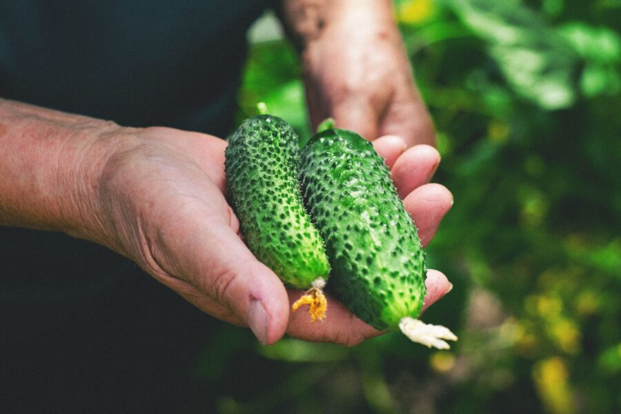 How to boost cucumber harvests with a simple bread-based fertilizer