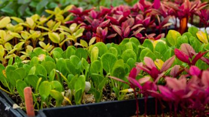How companion planting can boost your harvest and reduce garden pests