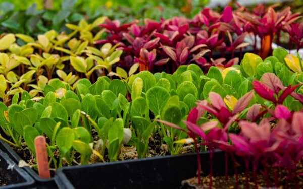 How companion planting can boost your harvest and reduce garden pests