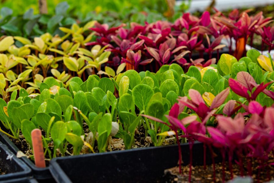 How companion planting can boost your harvest and reduce garden pests