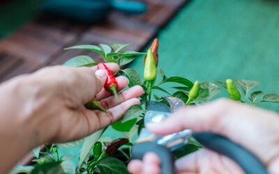 Pepper pruning experiment: how topping boosted yields in a home garden trial