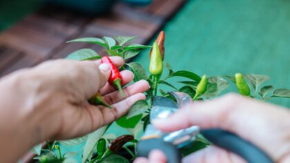 Pepper pruning experiment: how topping boosted yields in a home garden trial