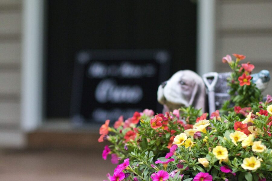 Vibrant petunias in bloom with dog statue in the background, capturing summer garden vibes.