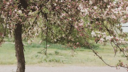 How to feed cherry trees in spring for a heavy crop: three fertilizers by growth phase