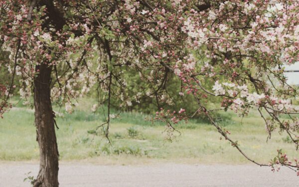 How to feed cherry trees in spring for a heavy crop: three fertilizers by growth phase