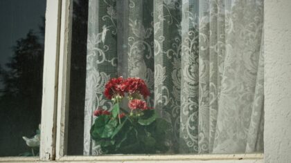 How to prepare pelargoniums in May for lush summer flowering