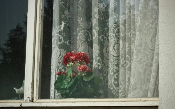 How to prepare pelargoniums in May for lush summer flowering