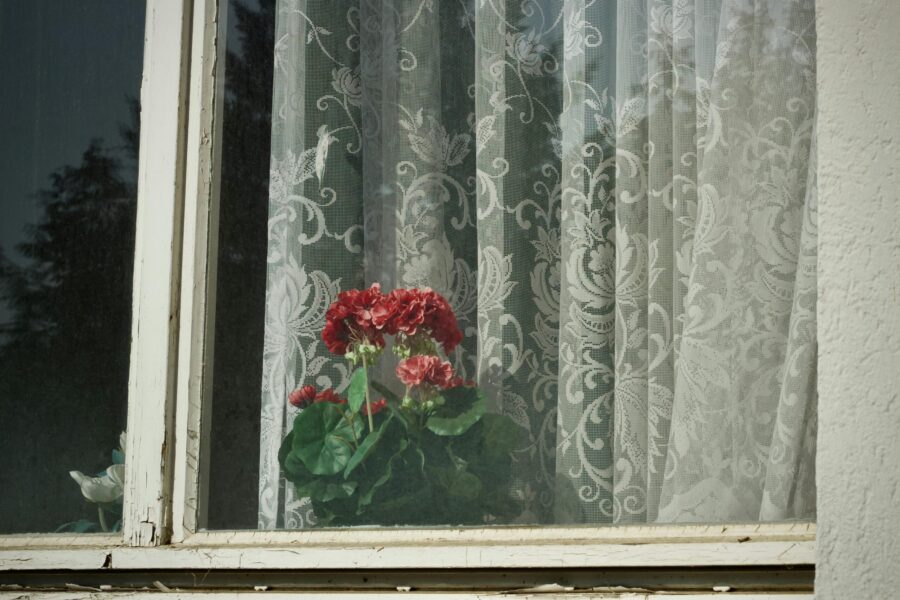 How to prepare pelargoniums in May for lush summer flowering