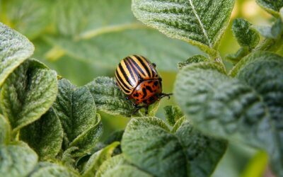 How to protect potatoes from wireworm using iodine solution in the planting hole