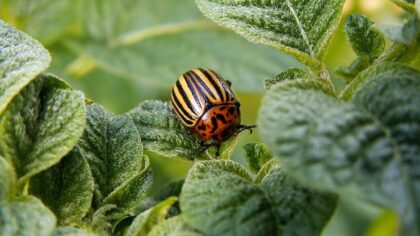 How to protect potatoes from wireworm using iodine solution in the planting hole