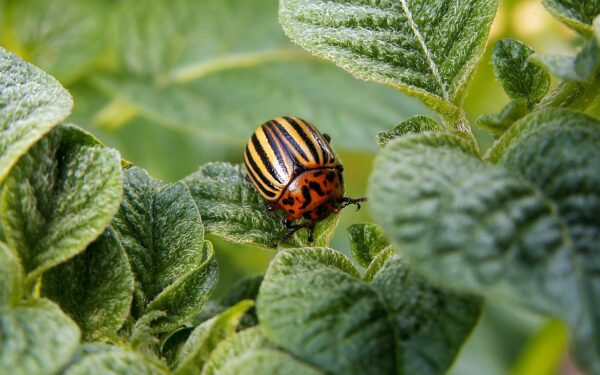How to protect potatoes from wireworm using iodine solution in the planting hole