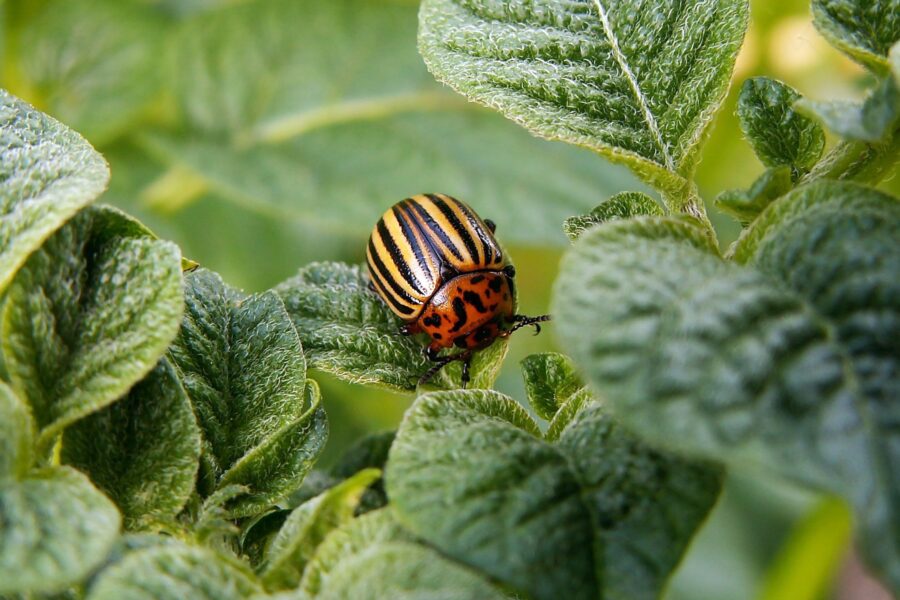 How to protect potatoes from wireworm using iodine solution in the planting hole
