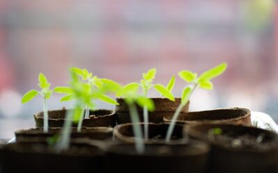 Simple plant spacing tips that make small plots look full, not crowded