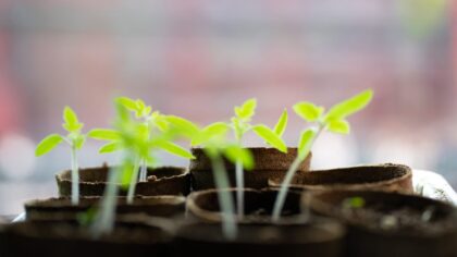 Simple plant spacing tips that make small plots look full, not crowded