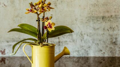 How to feed orchids with black tea and coffee grounds in May
