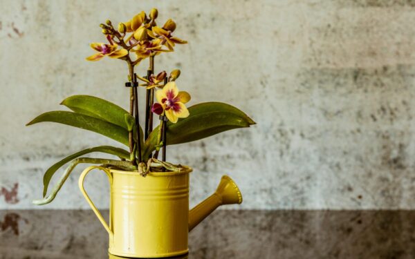 How to feed orchids with black tea and coffee grounds in May
