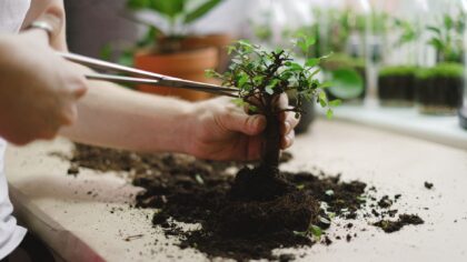 Pinching indoor plants for bushier growth: a simple guide anyone can use
