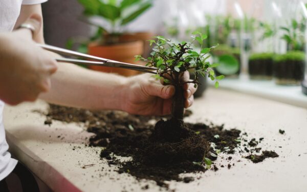 Pinching indoor plants for bushier growth: a simple guide anyone can use