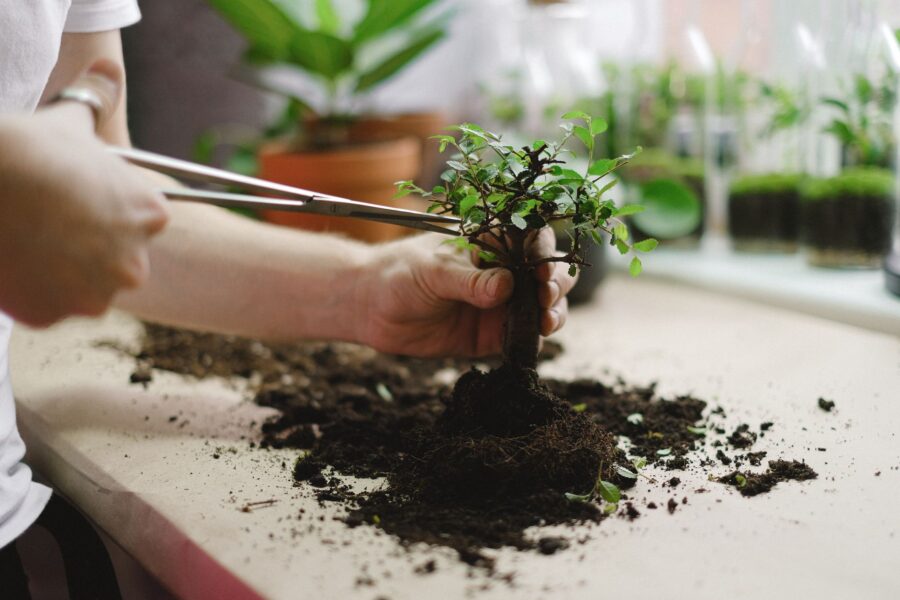 Indoor plant pinching