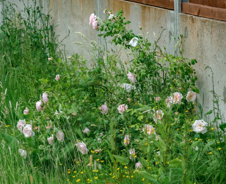 Garden fence climbers