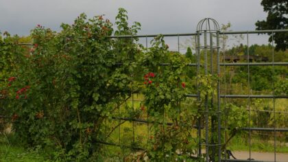 Planting ideas for softening garden fences and hard edges
