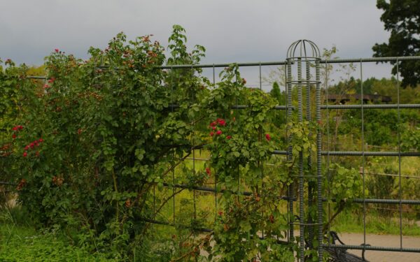 Planting ideas for softening garden fences and hard edges