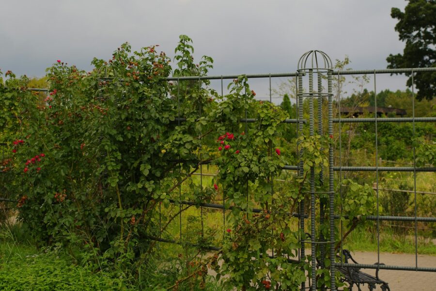 Garden fence climbers