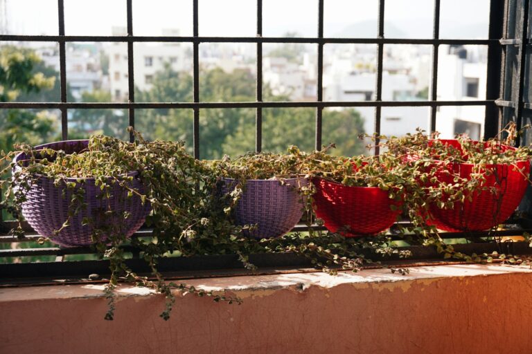 Balcony planters climbers