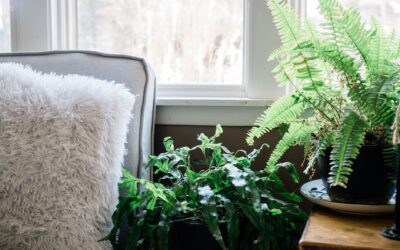 Plants for north-facing windows: indoor greenery that thrives in shade