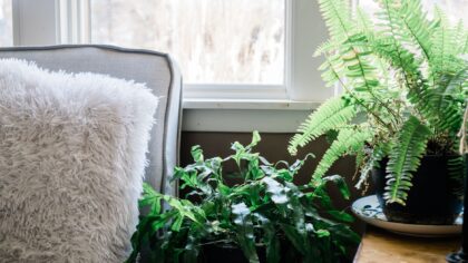 Plants for north-facing windows: indoor greenery that thrives in shade