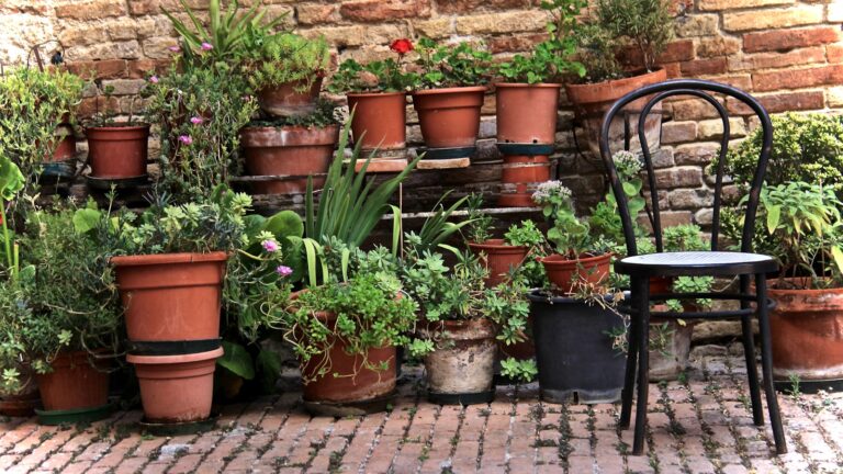 Patio container plants