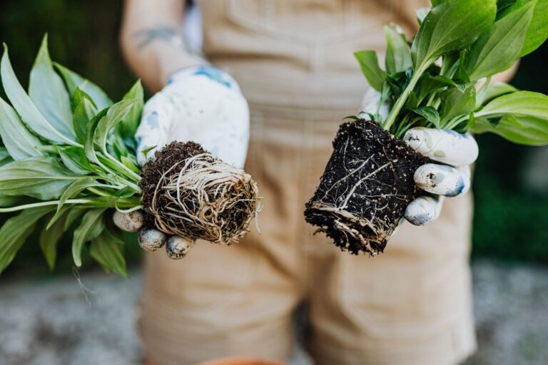 Hands lifting root