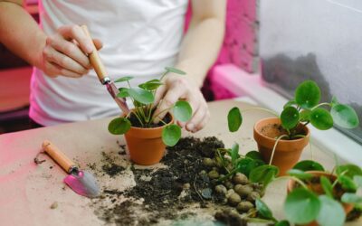 Practical transplanting tips that help garden plants settle in quickly