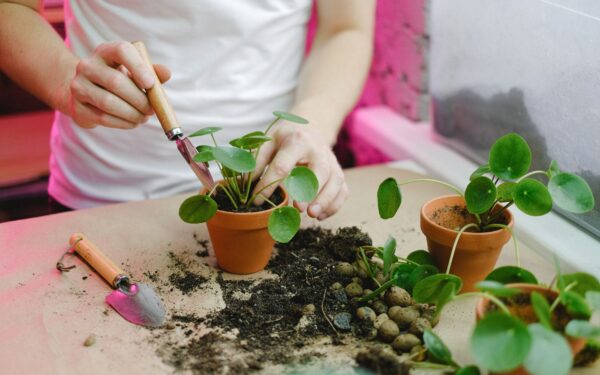 Practical transplanting tips that help garden plants settle in quickly