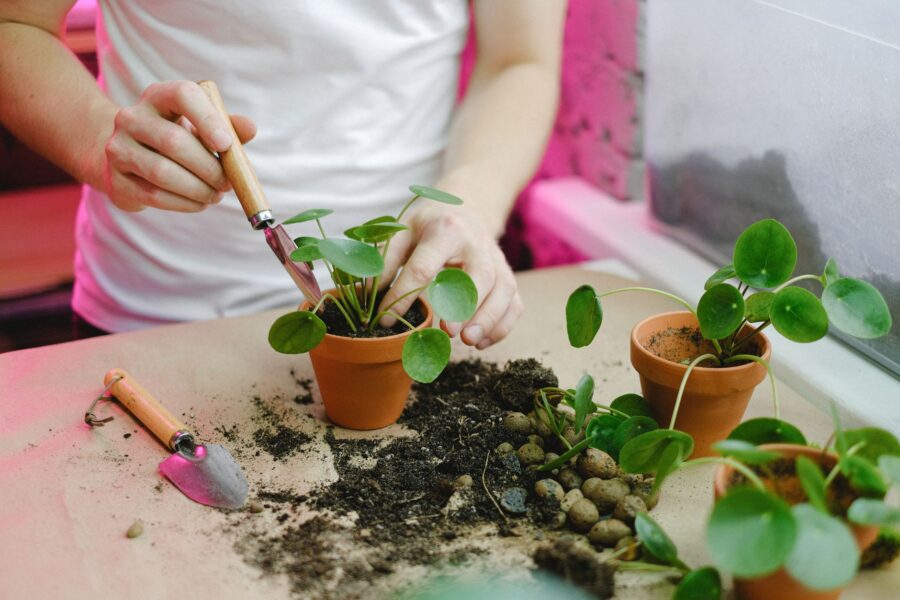 Gardener transplanting plant