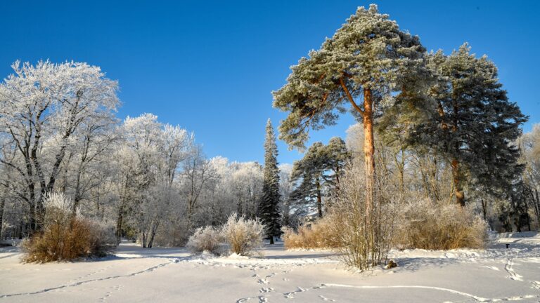 Winter garden evergreens
