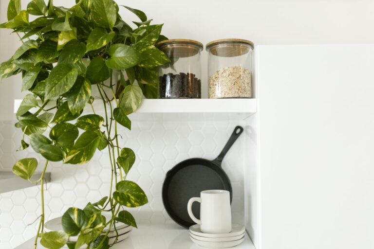 Pothos cuttings water