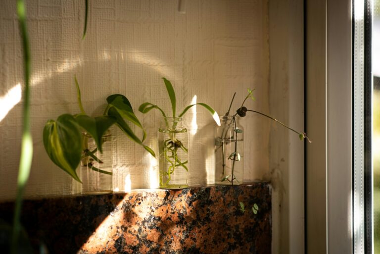 Glass jar plant