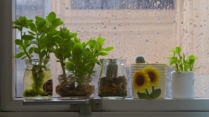 Propagating houseplants in water: a simple guide for confident beginners
