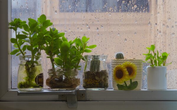 Propagating houseplants in water: a simple guide for confident beginners