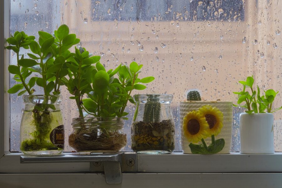 Glass jar plant