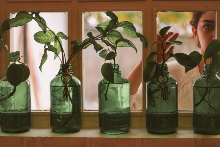 Glass jar plant