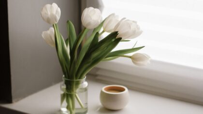 Propagating indoor plants in water: a simple guide anyone can follow