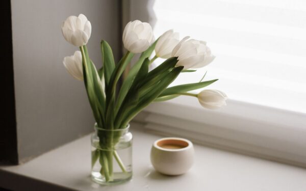Propagating indoor plants in water: a simple guide anyone can follow