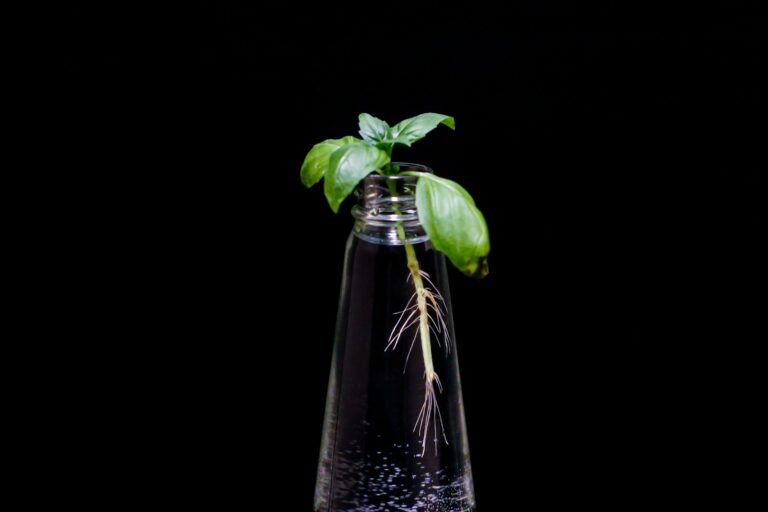 Close plant roots