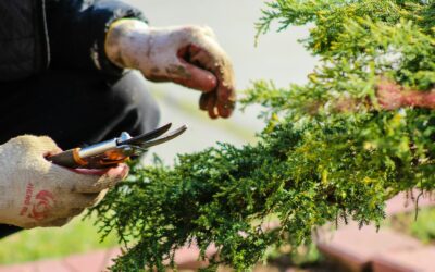 Pruning evergreen shrubs for structure, privacy and long-term vigor