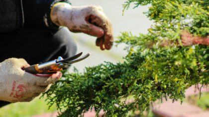 Pruning evergreen shrubs for structure, privacy and long-term vigor