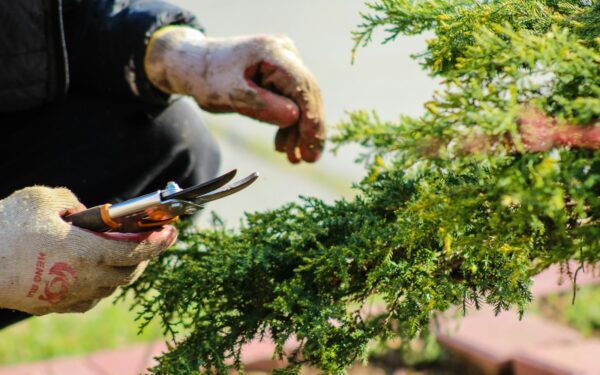 Pruning evergreen shrubs for structure, privacy and long-term vigor
