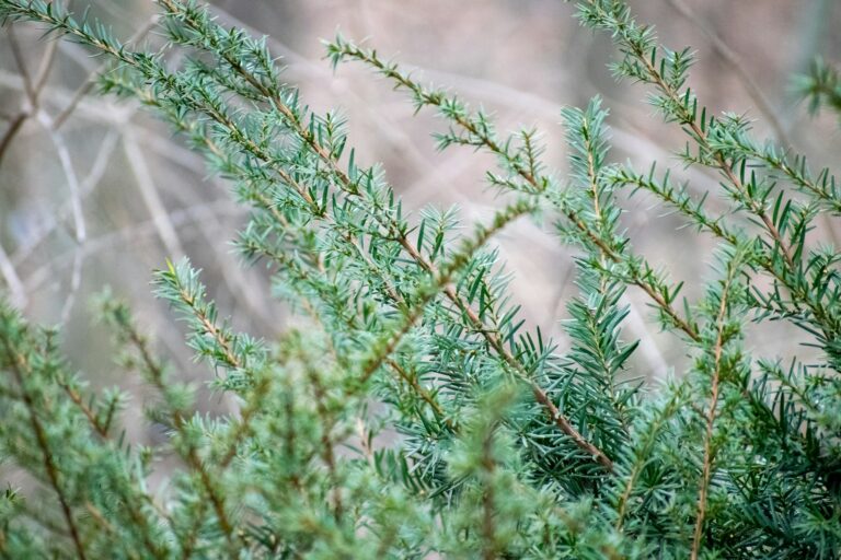 Evergreen hedge close